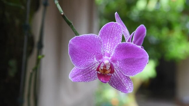 beautiful pink orchid flower in the garden under light rain.
