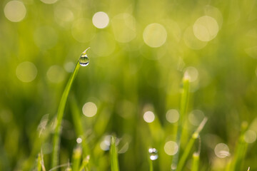 Obraz premium Dew drops on the spring, green grass. Meadow macro close up in nature.