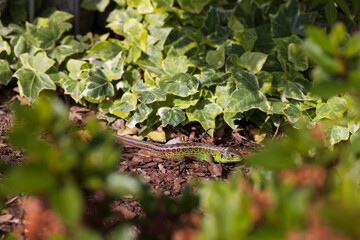The green lizard on a green ivy in a sunny summer forest. Blurred background with light bokeh and short depth of field. 