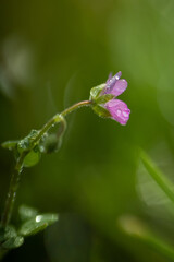 The sweet pink flower on green sunny spring meadow. Luminous blurred background with light bokeh and short depth of field.