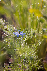 The blue nigella with dew drops, herb in a sunny, summer garden. Blurred background with light bokeh and short depth of field.