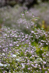 Obraz premium Small pink flowers in a garden. Baby's-breath floral background. Gypsophila.