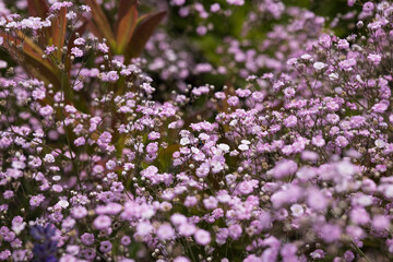 Fototapeta premium Small pink flowers in a garden. Baby's-breath floral background. Gypsophila.