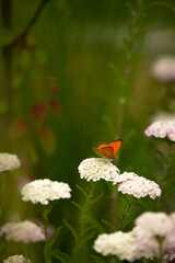 Common yarrow (achillea millefolium) and large copper (Lycaena dispar). A white flower and orange butterfly on the summer garden.