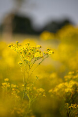 The yellow flower on green sunny summer meadow. Blurred background with light bokeh and short depth of field