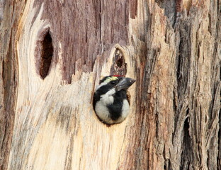 Acacia Pied Barbet in the Kgalagadi