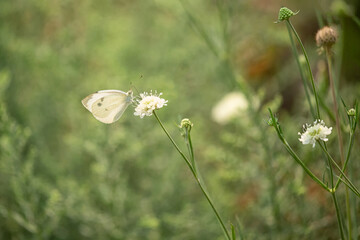 Original summer time wildlife photograph of a single white butterfly perched on a single white flower in the meadow - Powered by Adobe