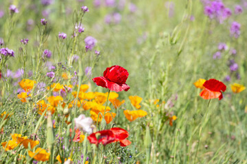 Original nature photograph of a field of summertime multicolor wildflowers in the meadow