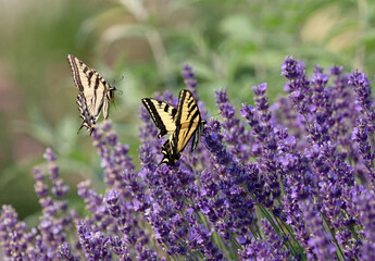 Original summer wildlife photograph of two yellow swallowtail butterflies flying and feeding on stems of lavender in the garden