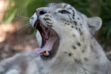 portrait of a leopard