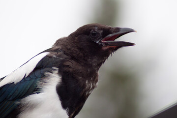 crow on the ground