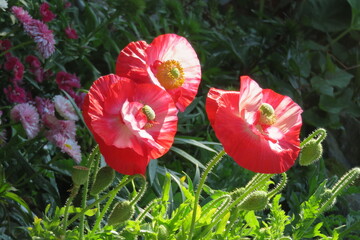 赤いヒナゲシの花