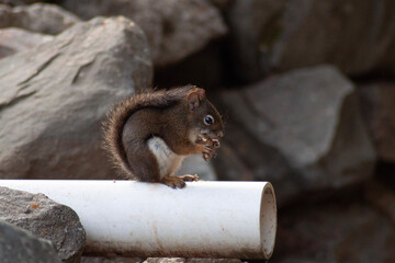 squirrel in the park