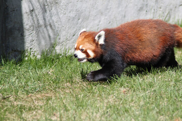 red panda in the forest