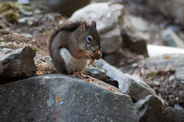 squirrel in the park