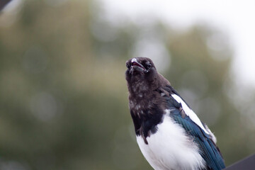 Fototapeta premium blue eyed bird