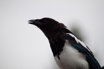 crow on the ground
