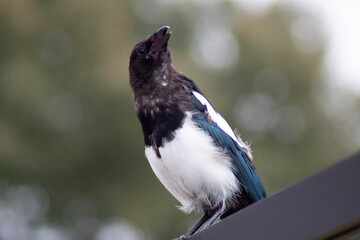 black capped kingfisher