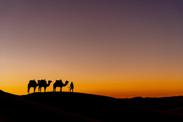 Silhouette Of Camels Against The Sun Rising In The Sahara Desert In Morocco