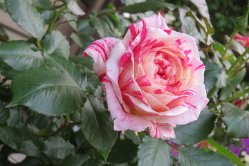 薔薇　センチメンタル