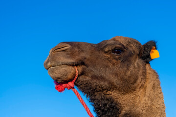 Closeup Of A Dromedary Camel Walking Throgh The Sand In The Saharan Desert In Morocco, Africa
