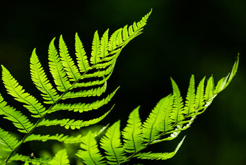 close up of fern leaf