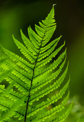 close up of fern leaf