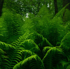 lush fern leaves