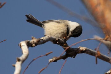Black-capped Chickadee Eats a Sunflower Seed