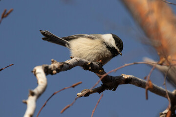 Obraz premium Black-capped Chickadee