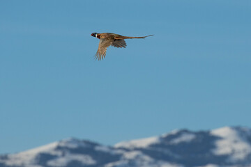 Pheasant in Flight