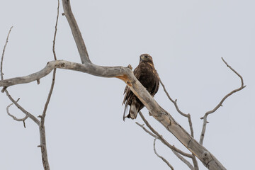 Dark Phase Rough Legged Hawk