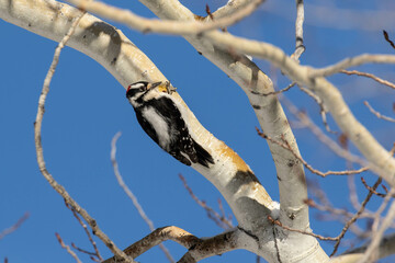 Hairy Woodpecker II