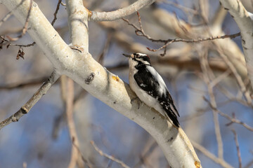 Hairy Woodpecker
