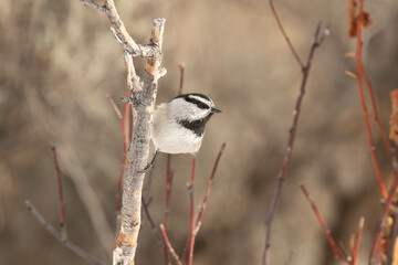 Mountain Chickadee in the Yard