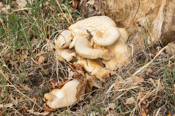 Oyster Mushrooms in the Spring