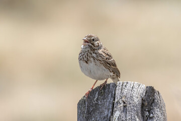 Vesper Sparrow Sings