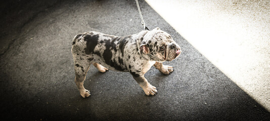 pit bull dog on chain 