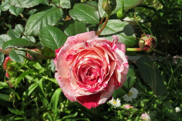 センチメンタル　薔薇