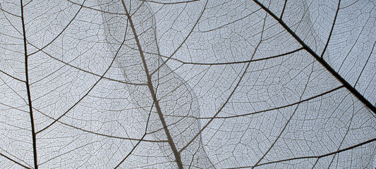 Close-up of a leaf. skeleton leaf leaves with a transparent shape. the leaves look abstract from nature and have a pattern at the seamless background for text and advertising