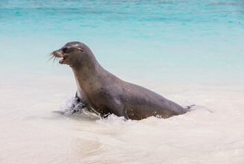 Galapagos sea lion splashing in surf at shoreline