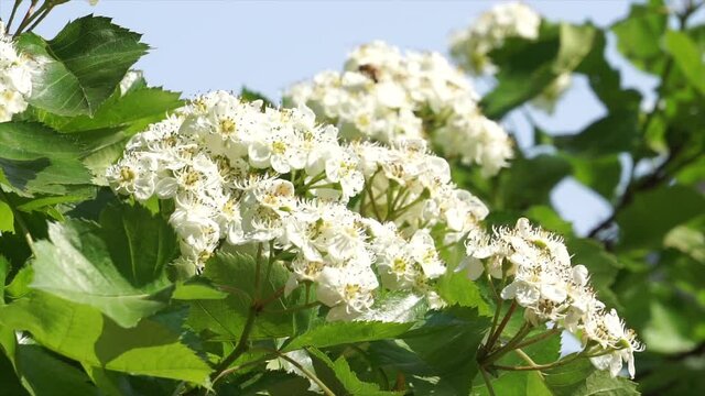 Honey-picking bees in the hawthorn flowers