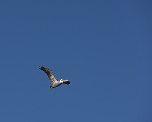 Pelican flying in blue sky.