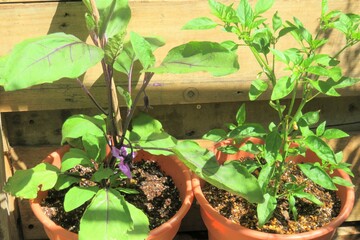 茄子としし唐の苗