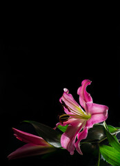Still life, back lit pink lilies on a black background