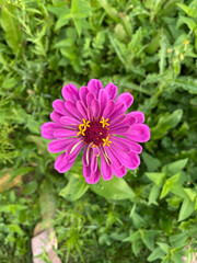 Obraz premium Pink Wildflower