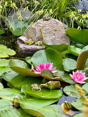 Green Frogs with Water Lillies