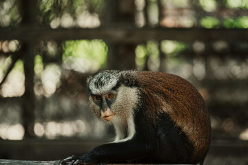Lekki, Lagos, Nigeria - 20.11.2021: 

A Guenon; an endangered Old World Monkey in a nature park, it's new home. - obrazy, fototapety, plakaty