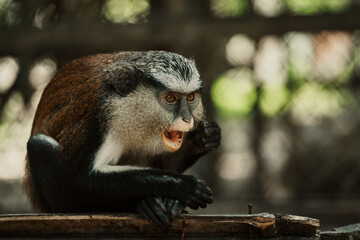 Lekki, Lagos, Nigeria - 20.11.2021: 

A Guenon; an endangered Old World Monkey in a nature park,...