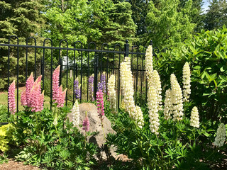 Lupins